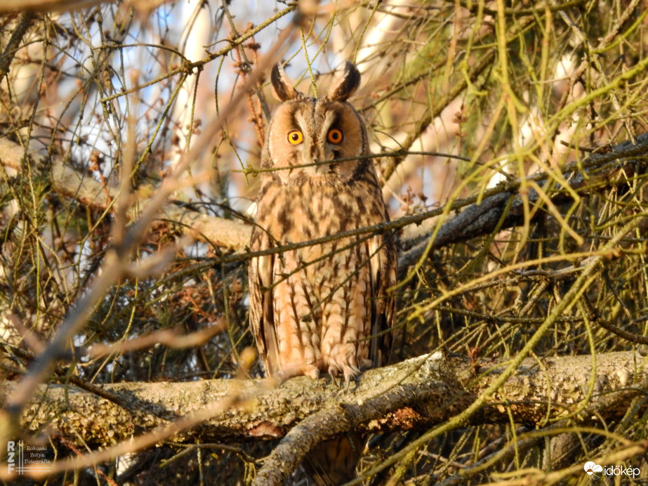 Erdei fülesbagoly - Tiszalök