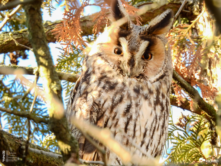 Erdei fülesbagoly - Tiszalök