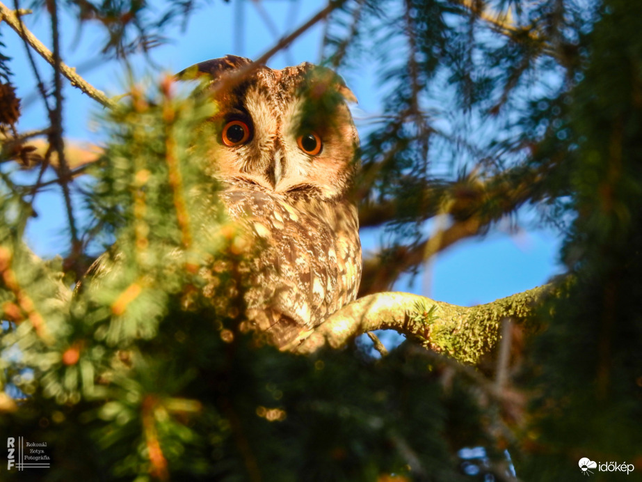 Erdei fülesbagoly - Tiszalök