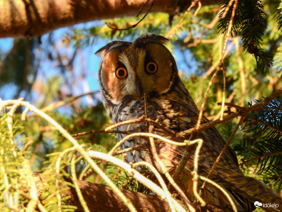 Erdei fülesbagoly - Tiszalök