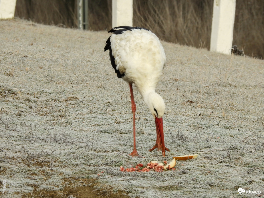 Telelő gólya Tiszalök