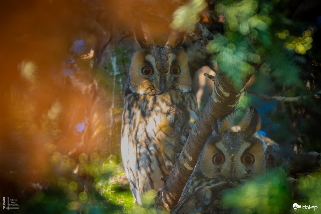 Amikor a madarak mesélni kezdenek januárban