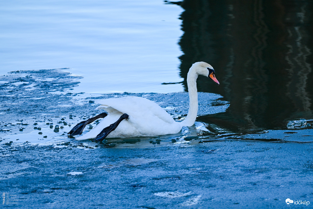 Amikor a madarak mesélni kezdenek januárban