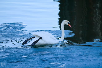 Amikor a madarak mesélni kezdenek januárban