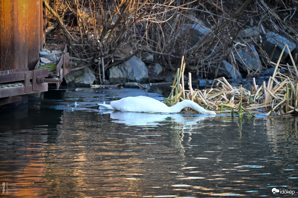 Amikor a madarak mesélni kezdenek januárban