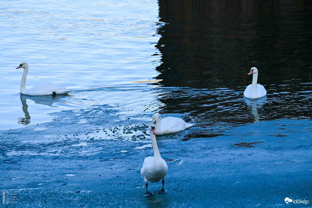 Amikor a madarak mesélni kezdenek januárban