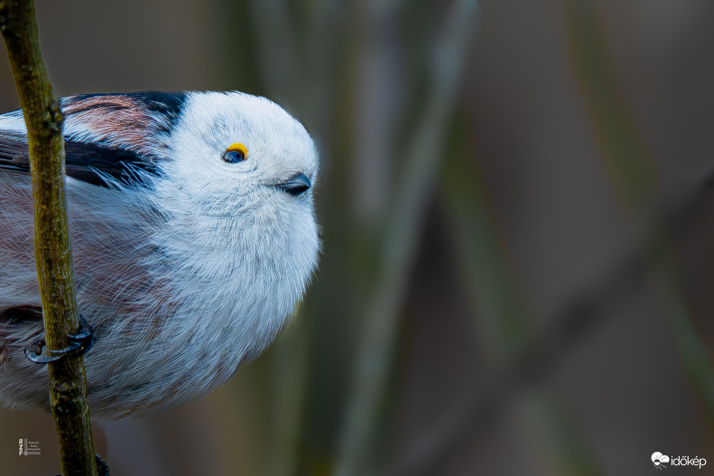 Őszapók a nyíló barka ágán