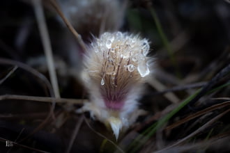 Harmatos nyíló leánykökörcsin