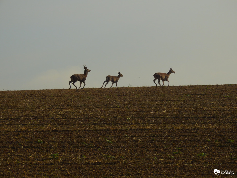 Szarvasok - Szlovákia