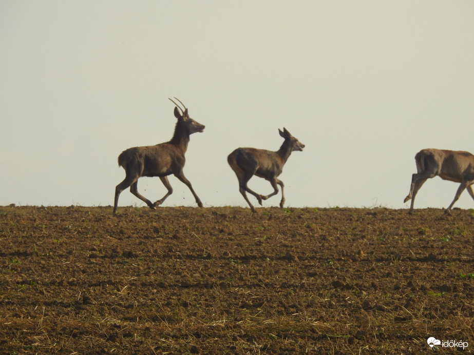 Szarvasok - Szlovákia
