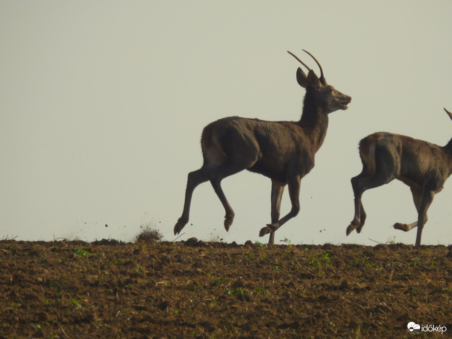 Szarvasok - Szlovákia