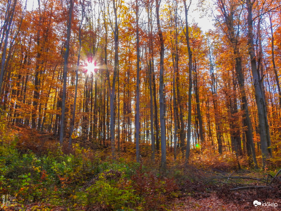 Jártamban, keltemben - erdőn, réten