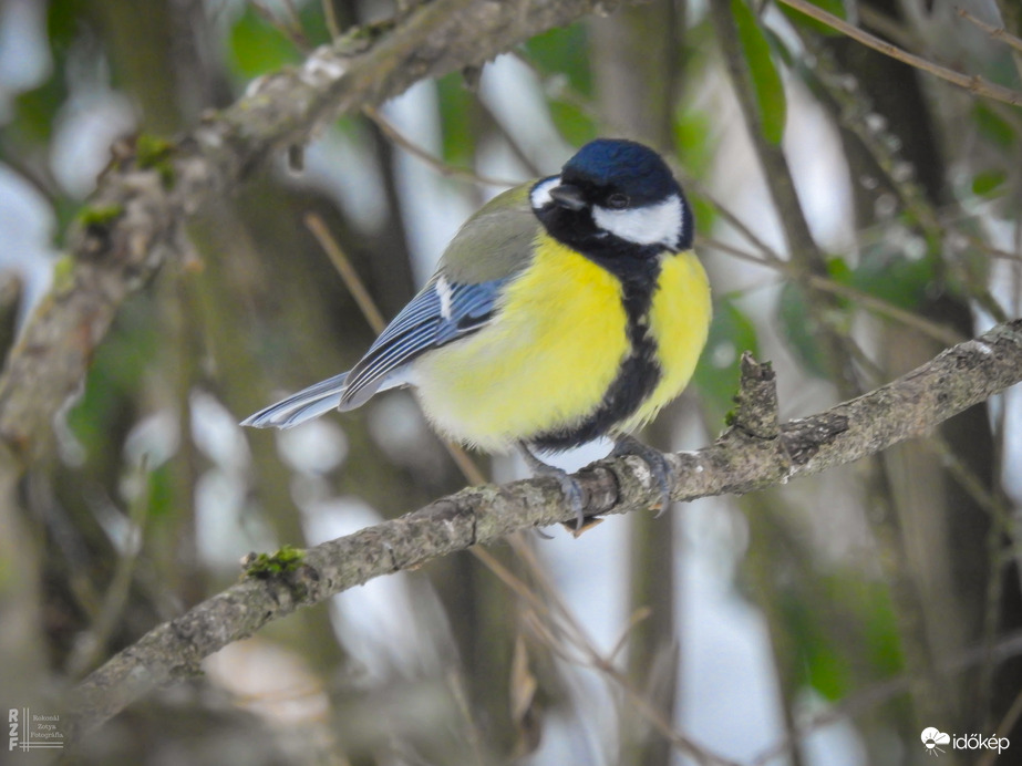 Téli madárles a tiszalöki arborétumban