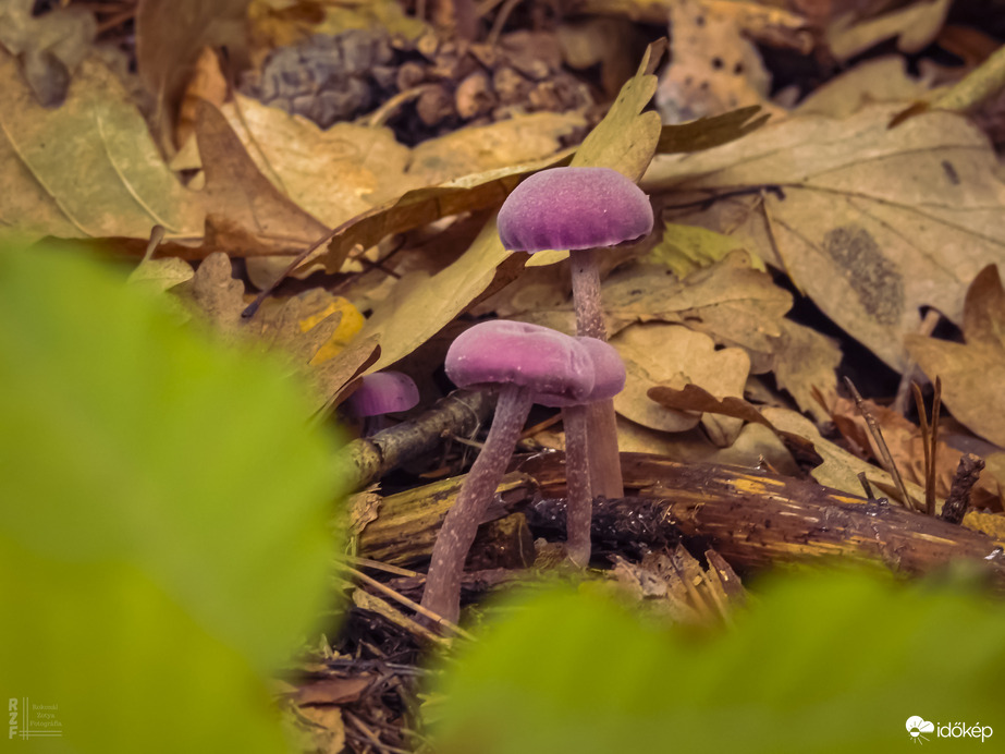 Sárga pénzecskegomba