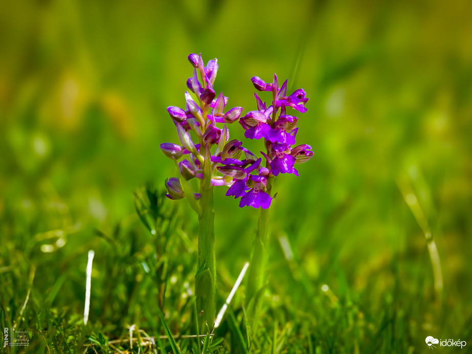 Agárkosbor - vad orchidea
