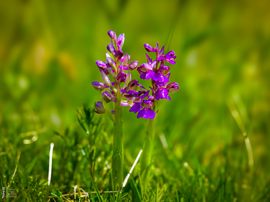 Agárkosbor - vad orchidea
