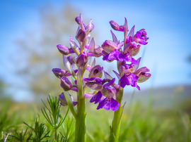 Agárkosbor - vad orchidea