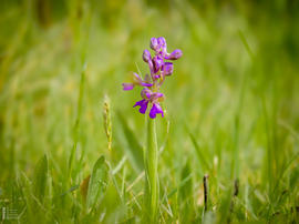 Agárkosbor - vad orchidea