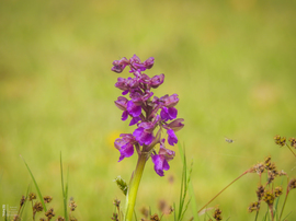 Agárkosbor - vad orchidea