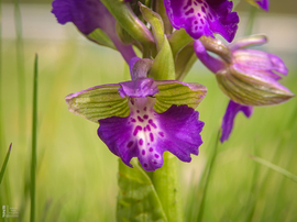 Agárkosbor - vad orchidea