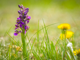 Agárkosbor - vad orchidea