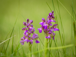 Agárkosbor - vad orchidea