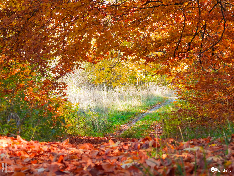 Jártamban, keltemben - erdőn, réten