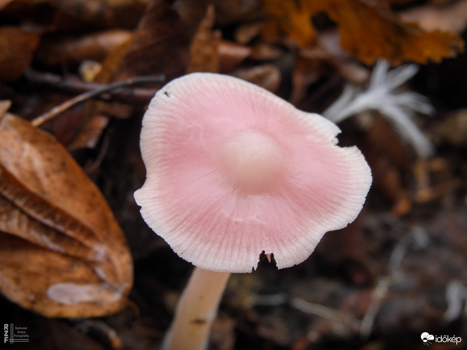 Retekszagú kígyógomba