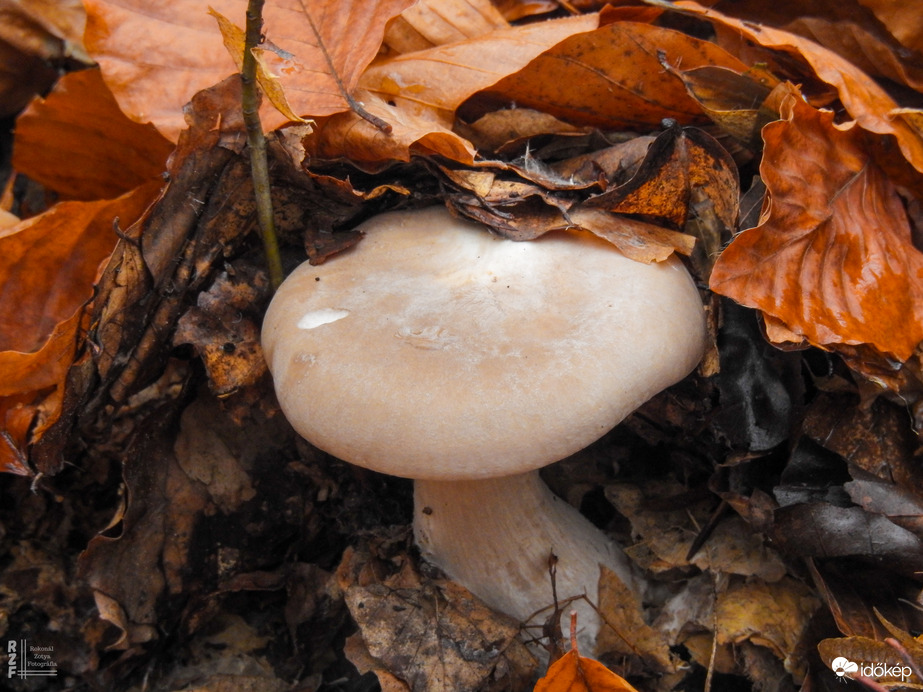 Szürke tölcsérgomba