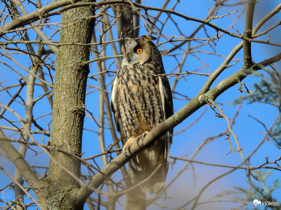Erdei fülesbagoly - Tiszalök