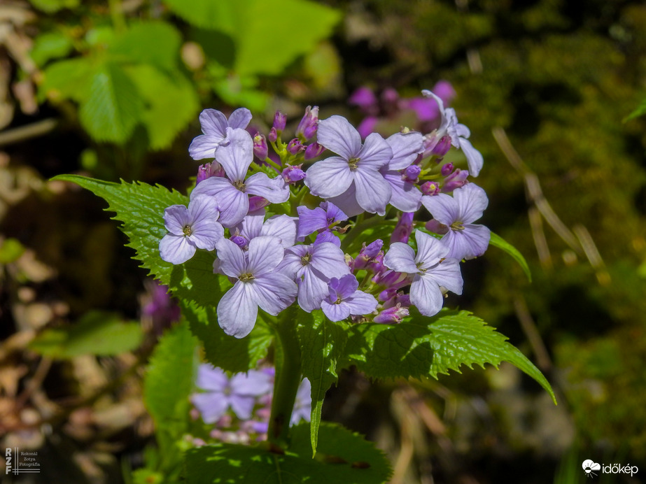 Erdei holdviola (értéke: 5.000 Ft)