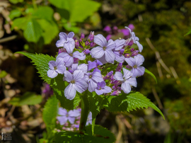 Erdei holdviola (értéke: 5.000 Ft)