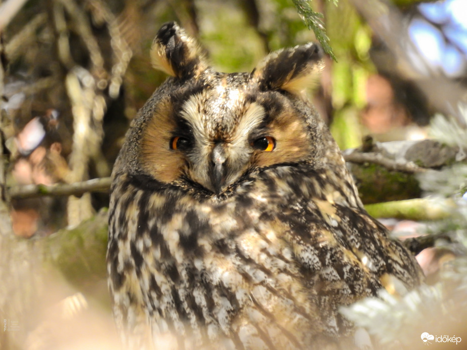 Erdei fülesbagoly - Tiszalök