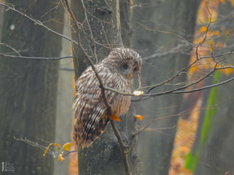 Találkozás az uráli bagollyal