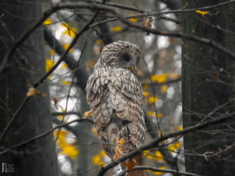 Találkozás az uráli bagollyal