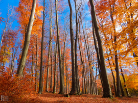 Jártamban, keltemben - erdőn, réten