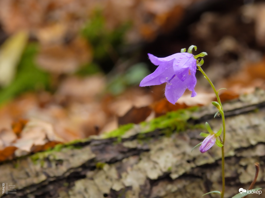 Még virágzik az erdő... harangvirág