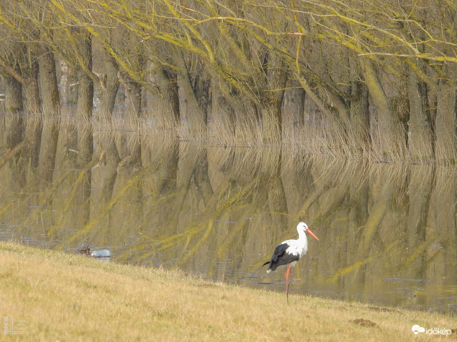 A tiszalöki áttelő gólya is szemügyre vette az árvizet