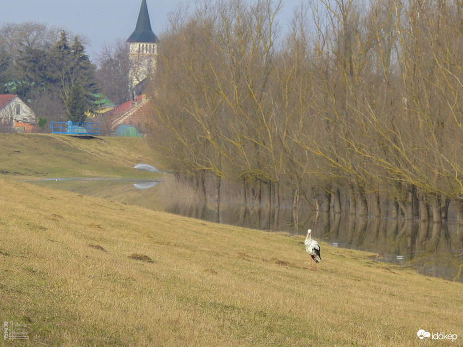 A tiszalöki áttelő gólya is szemügyre vette az árvizet