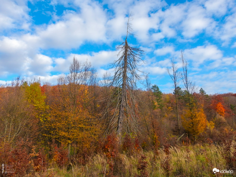Jártamban, keltemben - erdőn, réten