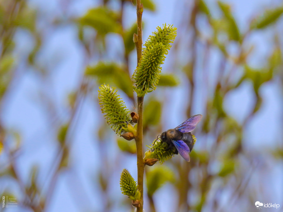 Munkában a kék fadongó a barkán