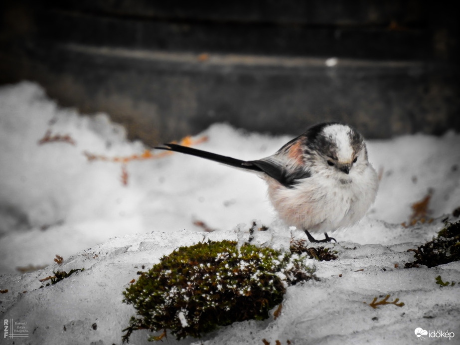 7 grammnyi törékeny varázslat az udvarunkon