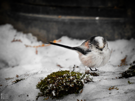 7 grammnyi törékeny varázslat az udvarunkon