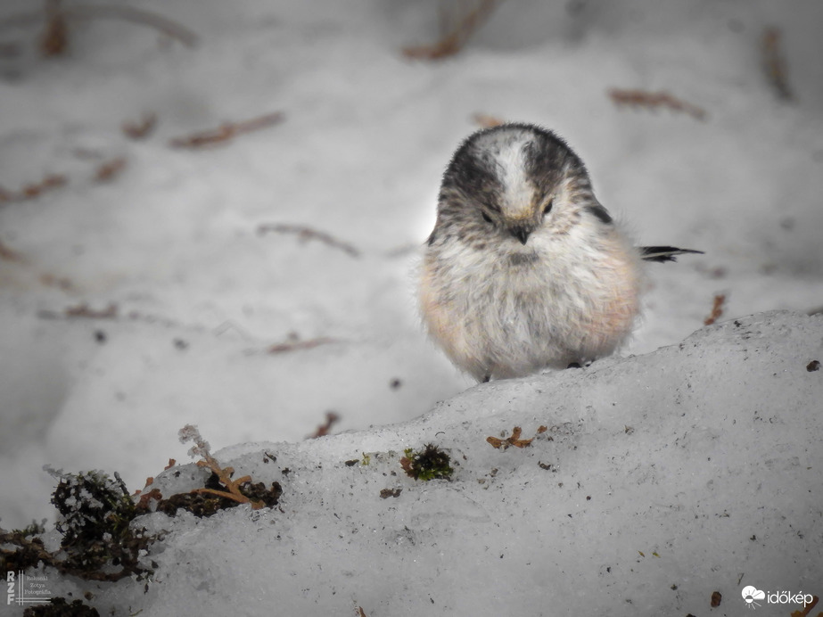 7 grammnyi törékeny varázslat az udvarunkon