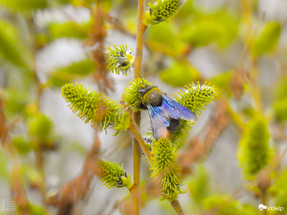 Munkában a kék fadongó a barkán