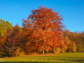 Jártamban, keltemben - erdőn, réten