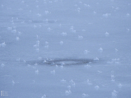 Nem mindennapi fagyvirágok nyílnak a Kis-Tiszán