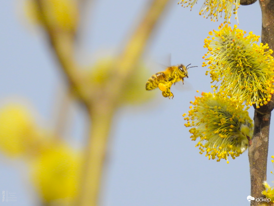 Munkában a méhecske a barkán