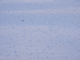 Nem mindennapi fagyvirágok nyílnak a Kis-Tiszán