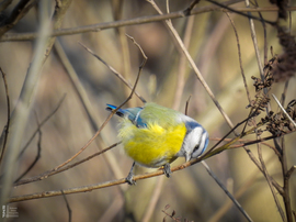 Pufóka kék nindzsa